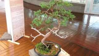 Bonsái Cipres Común 28 Años De Edad Bonsai Cupressus Sepervirens [upl. by Lachlan]