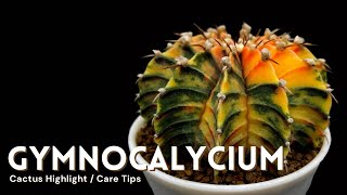 Gymnocalycium Cactus Care and Collection Tour [upl. by Crowe]