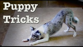 Wish  AMAZING Dog Tricks 20 Wks [upl. by Arbrab]