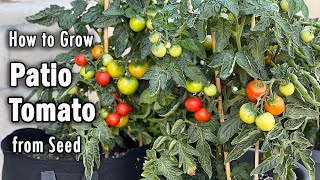 How to Grow Tomatoes from Seed in Containers Patio Tomato  Easy planting guide [upl. by Valente]