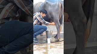 Randeep Malik dairy farm newpunjabisong shortfeed short tranding [upl. by Ajnos]