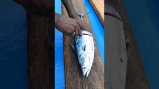 One day fish live fresh fish or unfresh fish trendingviral [upl. by Shere]