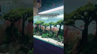 update client tank 90x45x45cm art aquarium aquascape aquascaping shortvideo short youtube [upl. by Hetti]