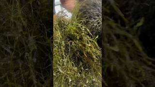 FISSIDENS FONTANUS FISSIDENS MOSS Aquarium Moss For Sale [upl. by Anisirhc741]