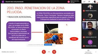 fecundacion nidacion e implantacion [upl. by Ynnek]