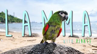 Pirate books AirBNB Lamma Island【南丫島】 pet friendly trip  🇭🇰 Hahns Macaw [upl. by Egreog388]