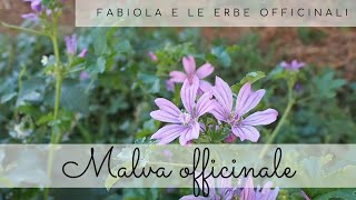 Fabiola e le erbe officinali la malva [upl. by Anaud]