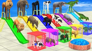 Choose The Right Slide Game With Elephant Cow Lion Hippo Gorilla Escape Room Challenge Cage Game [upl. by Ahsinrac]