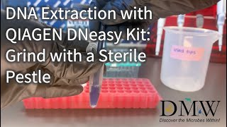 DNA Extraction with QIAGEN DNeasy Kit Grind with a Sterile Pestle [upl. by Ordnajela246]