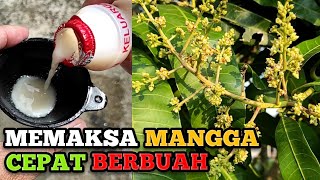 Memaksa pohon mangga cepat berbuah [upl. by Croix901]