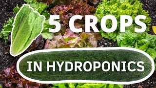 5 Crops You Can Easily Grow In Hydroponics to make money [upl. by Karry]