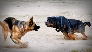 German Shepherd VS Rottweiler [upl. by Dragde]