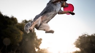 Learn About the Fascinating Markings of Australian Cattle Dogs [upl. by Epilif]