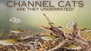 Are Channel Cats the most underrated catfish [upl. by Caresa864]