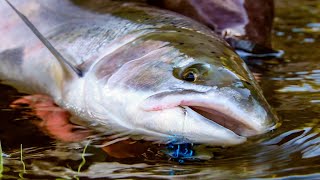 quotSwinging for steelheadquot  Fly Fishing for coastal Steelhead by Todd Moen [upl. by Atiuqcaj499]