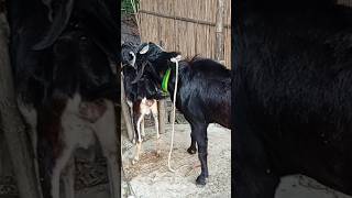 Goat Beautiful Moments Time OfGoat Beautiful Village Farm2024part68 [upl. by Eralc]