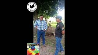 GALLERA LA COTORRITA EN LA ENTREVISTA POR LAS TRES HUASTECAS [upl. by Pickens356]