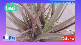 benefits of aloe vera gelget fair skin fast [upl. by Dranyer86]