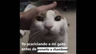 Yo acariciando a mi gato antes de ponerlo a chambear [upl. by Leilamag]