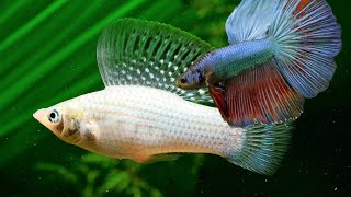 Do Bettas and Mollies Make Good Tankmates Can Betta and Molly fish live together share the same tank [upl. by Liederman]