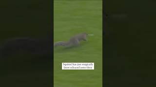 They released a squirrel onto the field whenever they need a timeout shorts olemiss football [upl. by Barnaba62]