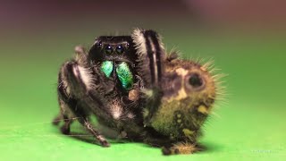 Regal jumping spiders Gilda and Rex first mating [upl. by Akemehc]