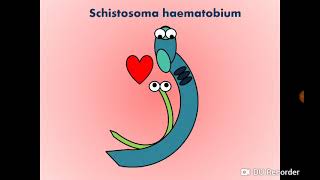 Schistosoma haematobium Blood Fluke  Urinary SchistosomiasisBilharziasis البلهارسيا [upl. by Atel395]