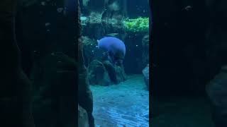 Manatee manatee chill eating animal happy nature lofihiphop music lofi [upl. by Aihsela]