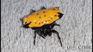 Gasteracantha cancriformis orange female Spider [upl. by Matta]