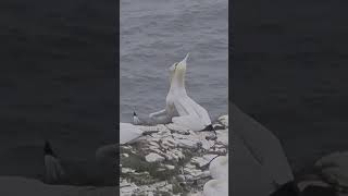 Beautiful Courting Gannets RSPB Bempton Cliffs discoverwold shorts bemptoncliffs birds [upl. by Kerad]