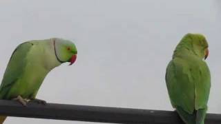 Funny Rose ringed parakeet [upl. by Sukcirdor543]