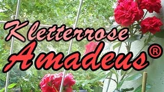 Amadeus ® Kletterrose  Rosen auf dem Balkon im KübelBlumentopf  HD [upl. by Fugazy789]