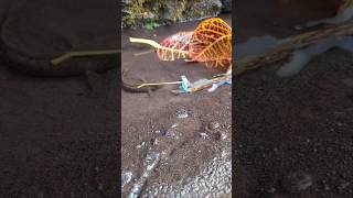 MONETER SNAKEHEAD massive snakehead  SNAKEHEAD FISH shorts fish channa viralvideo [upl. by Ediva]