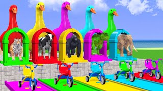 5 Giant Duck Cartoon Cow Elephant Tiger Gorilla Dinosaur Transfiguration funny animal 2023 [upl. by Kalindi]