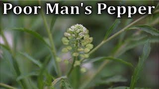 How to Identify Poor Mans Pepper Peppergrass  Lepidium virginicum [upl. by Aileda]