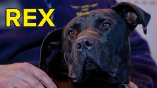 The Dog Rescuers Rexs Shocking Story  Heavy Petting [upl. by Bruckner]