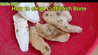 Cuttlefish Bone simple cleaning process without any chemicals  Tamil  English [upl. by Ynnaej588]