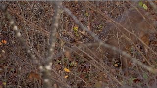 Important Whitetail Peak Rut Sit Strategy [upl. by Wind891]