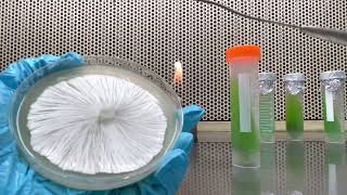 2 methods to transfer mycelium to agar slant [upl. by Annovy]