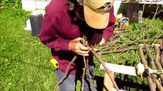 Building A Caragana Trellis [upl. by Hastie982]