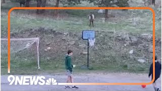 Elk plays soccer with kids in Evergreen [upl. by Belac506]