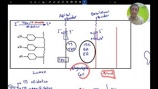 Thyroid hormone synthesis [upl. by Crystal]