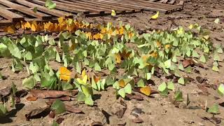 Sulfur butterflies Cristalino Lodge Brazil [upl. by Cary883]