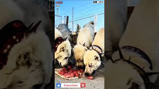 Akbash Dogs Having Lunch  LiveStock Guardian shorts ytshorts akbash [upl. by Dunham]