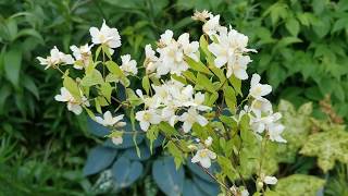 Most fragrant plants of my British garden Philadelphus quot Leimonei quot a very old mock orange hybrid [upl. by Nellaf]