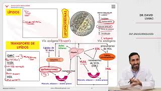 VILLAMEDIC  Fisiología endocrina Metabolismo lipídico [upl. by Patten]