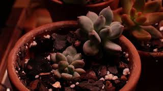 Echeveria Chrissy n Ryan Growth Time Lapse [upl. by Leif37]