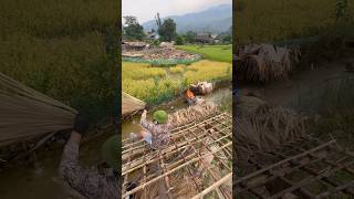 thatched houses on stilts in the Field hagiang travel hagiangloop [upl. by Cung]