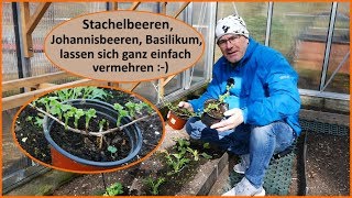 Stachelbeeren Johannisbeeren einfach vermehren Stecklinge [upl. by Ermey881]