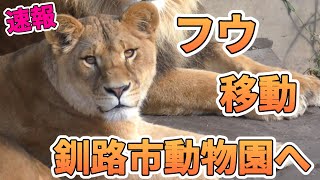 【速報】フウ釧路市動物園へ！旭山最後の日は？オリト＆イオ家族の娘旅立ちvol580旭山動物園Lion familys daughter to be moved to another zoo [upl. by Erund]